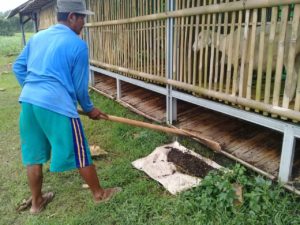 Anggota kelompok Ternak Binaan Baznas Indonesia Sedang Mengumpulkan Kompos Ternak Domba "Menda Karya" Desa Wlahar Wetan