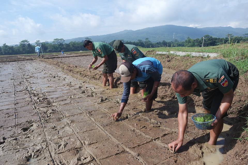 Mengapa Pertanian Organik Penting untuk Masa Depan Desa Sikabau?